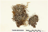 藏品(卷梢雪花衣)的圖片